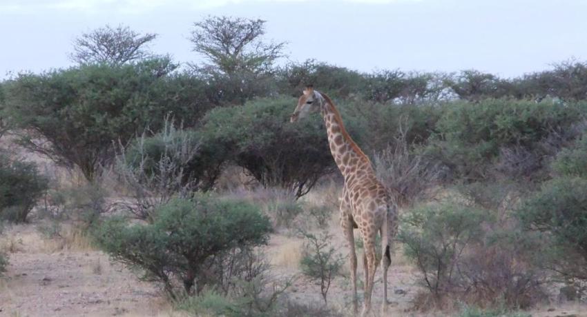 Desert Game Farm & Tented Lodge - Wildlife & Game Drive