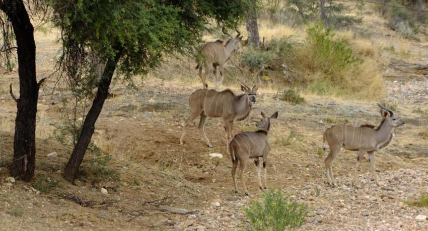 Desert Game Farm & Tented Lodge - Wildlife & Game Drive