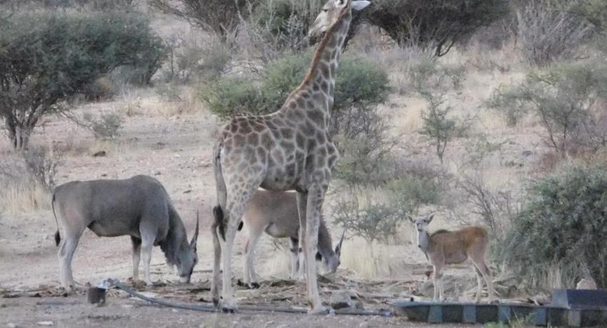 Gemsbok