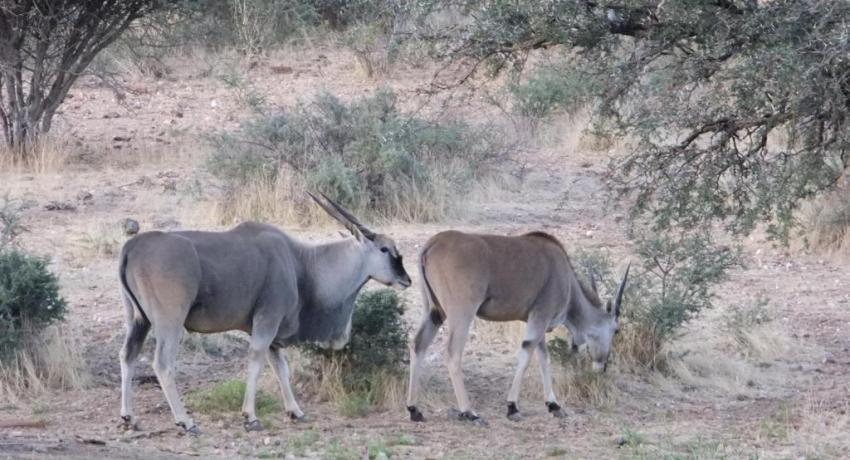 Desert Game Farm & Tented Lodge - Wildlife & Game Drive