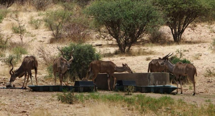 Desert Game Farm & Tented Lodge - Wildlife & Game Drive