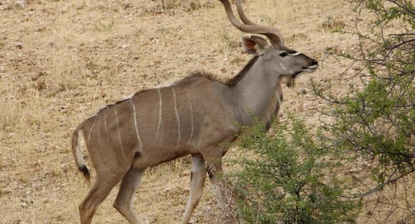 Desert Game Farm & Tented Lodge - Wildlife & Game Drive