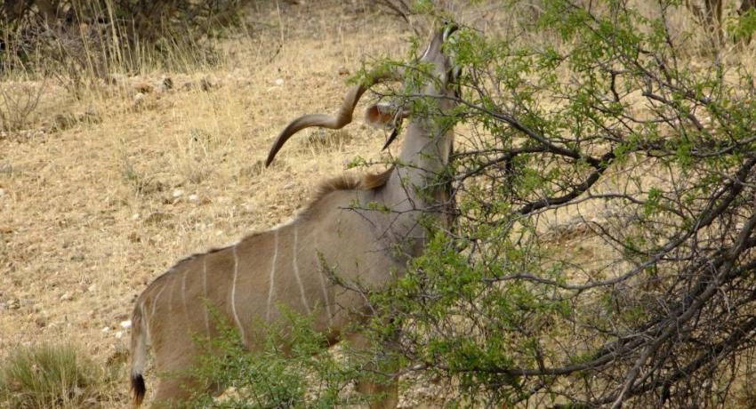 Gemsbok
