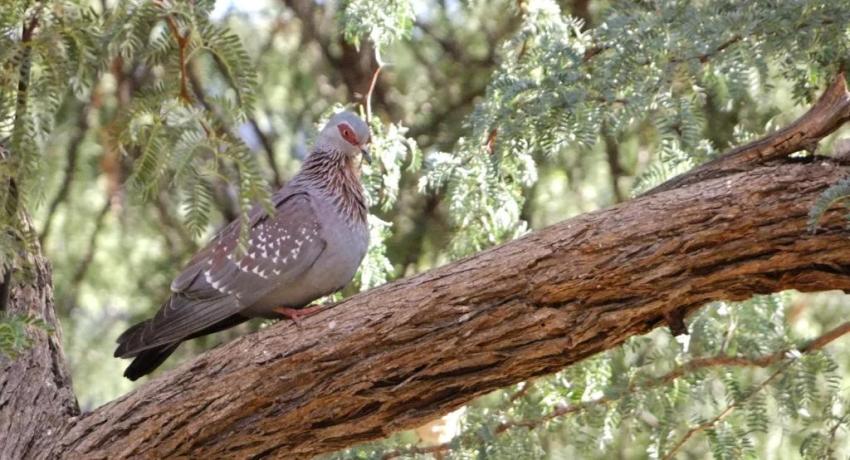 Desert Game Farm & Tented Lodge - Bird Watching