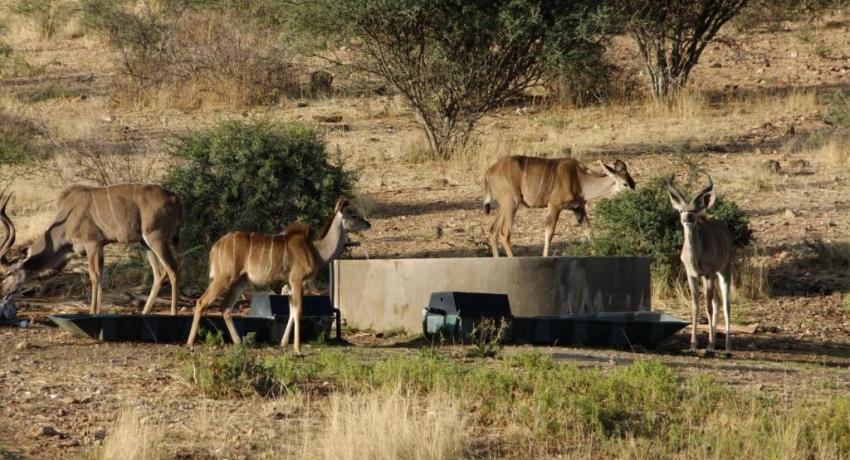 Desert Game Farm & Tented Lodge - Wildlife & Game Drive