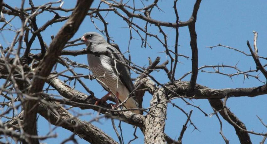 Desert Game Farm & Tented Lodge - Bird Watching
