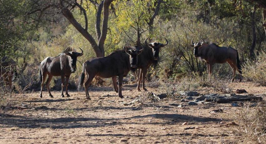 Desert Game Farm & Tented Lodge - Wildlife & Game Drive