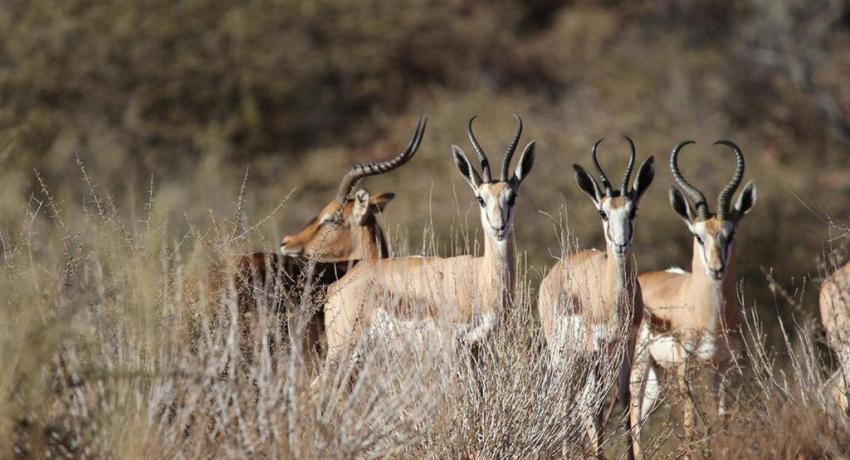 Desert Game Farm & Tented Lodge - Wildlife & Game Drive