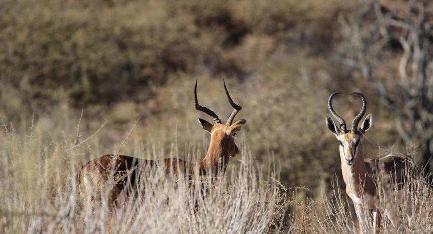 Desert Game Farm & Tented Lodge - Wildlife & Game Drive