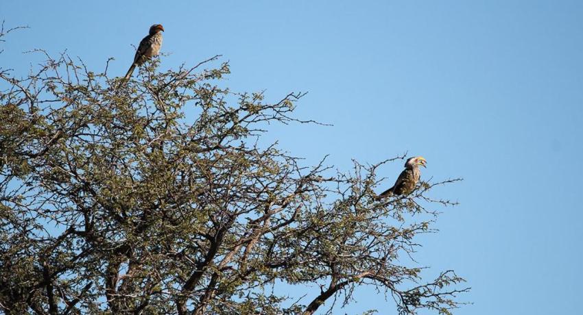 Desert Game Farm & Tented Lodge - Bird Watching