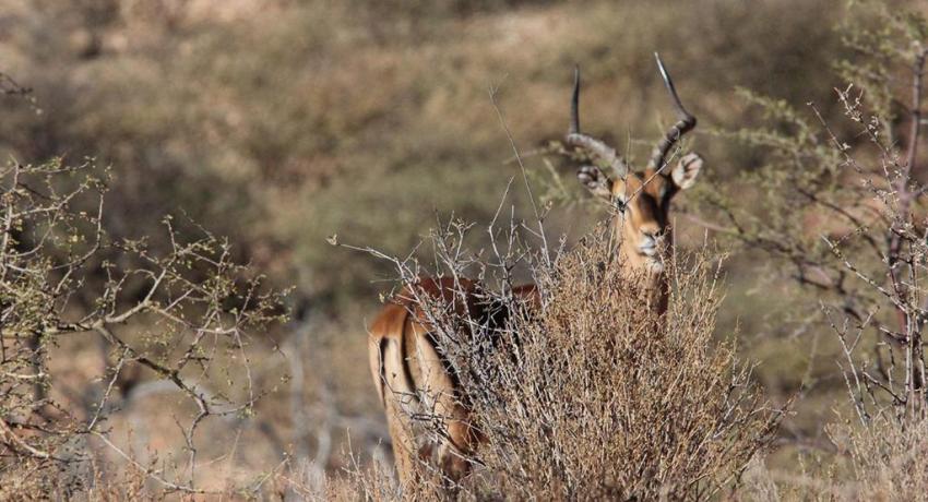 Desert Game Farm & Tented Lodge - Wildlife & Game Drive